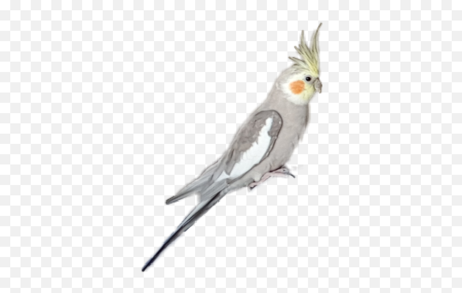 Cockatiel Parrot - Cockatiel Emoji,Cockatiel Emoji