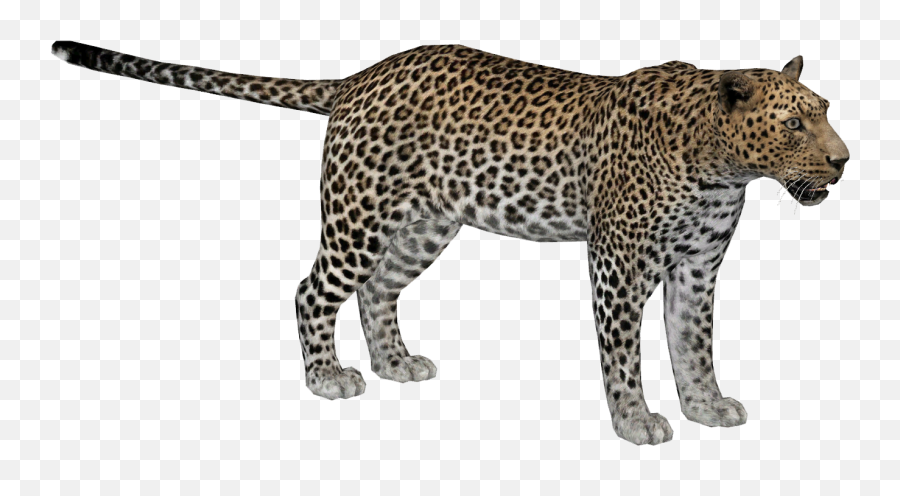 Jaguar Zoo Tycoon 2 Transparent Png - African Leopard Png Emoji,Leopard Emoji