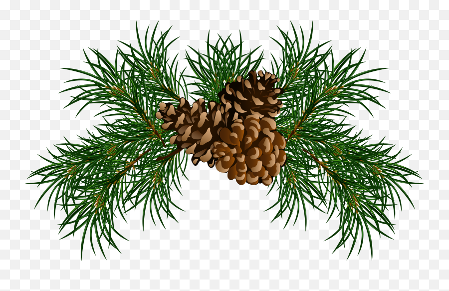 Lodgepole Pine Transparent Png Clipart Free Download - Christmas Pine Cones Png Emoji,Pine Tree Emoji
