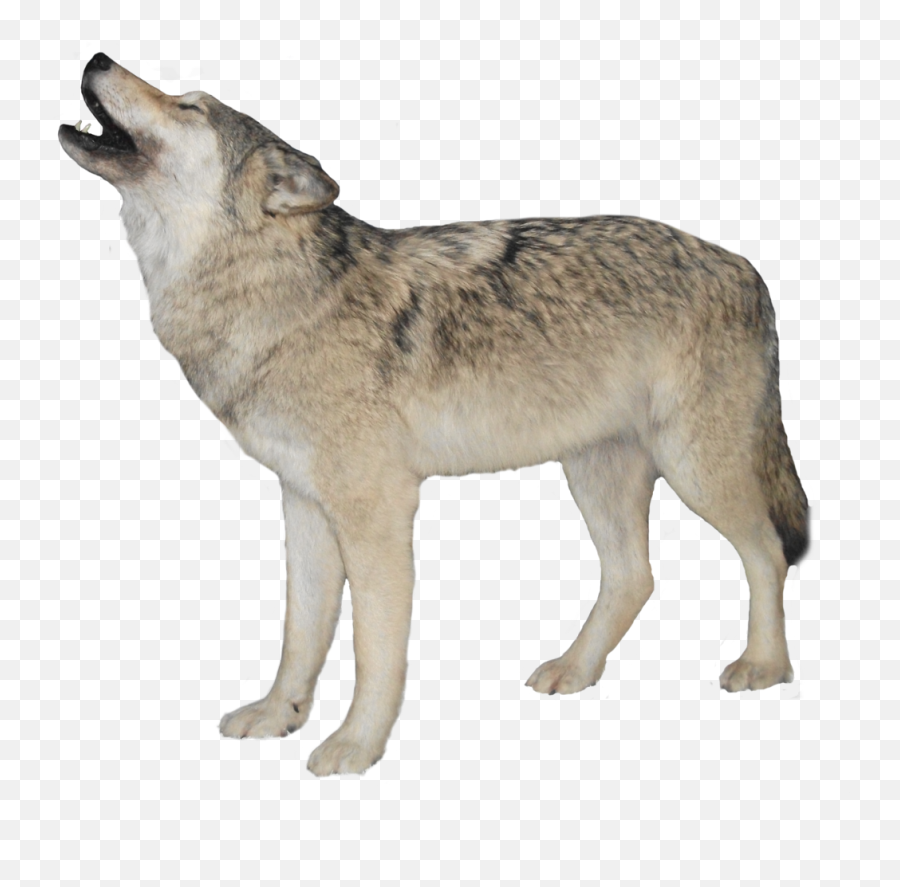 Wolf Wolves Howl Howling Howlingwolf - Wolf Transparent Background Emoji,Wolf Howling Emoji