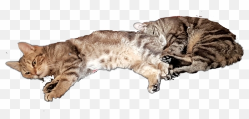 cat cats tabby sleeping together comfort friendship - Cat Emoji