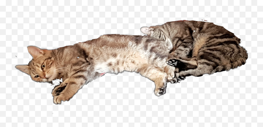 Cat Cats Tabby Sleeping Together Comfort Friendship - Cat Emoji,Sleeping Cat Emoji