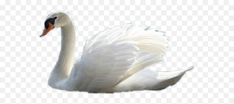 Swan Sticker - Tundra Swan Emoji,Swan Emoji