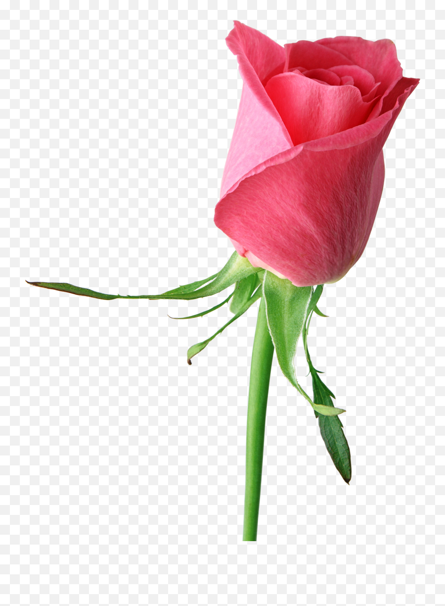 Free Pink Rose Transparent Background - Flowers Single Rose Hd Emoji,Pink Rose Emoji
