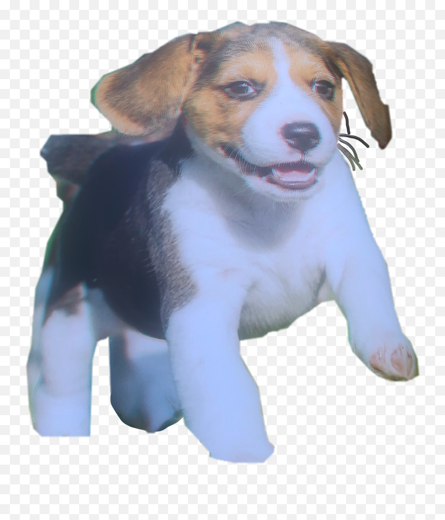 Dog Sticker Beagle Sticker - Collar Emoji,Beagle Emoji