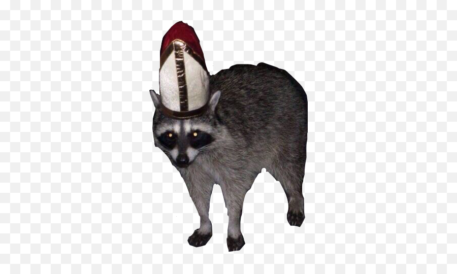 Uhhh Raccoon Pope Sticker - Costume Hat Emoji,Raccoon Emoji Copy