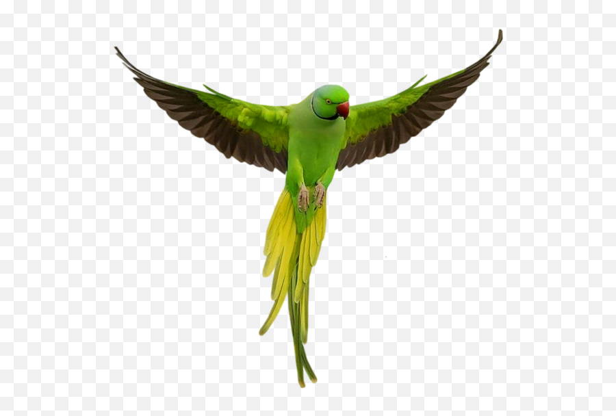 Download Parrot Download Png Hq Png Image - Parrot Png Emoji,Parrot Emoji