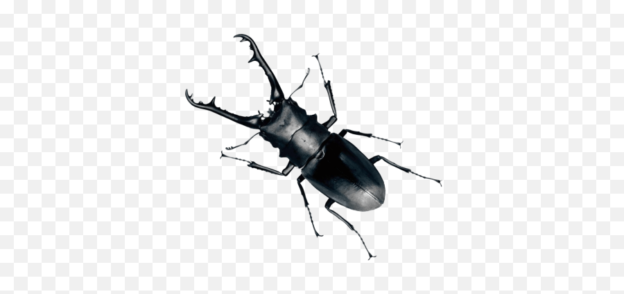Beetle Png And Vectors For Free - Beetle Bug Png Emoji,Beetle Emoji