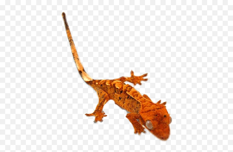Gecko Lizard Reptile - Sticker By Taliafera Alligator Lizard Emoji,Salamander Emoji
