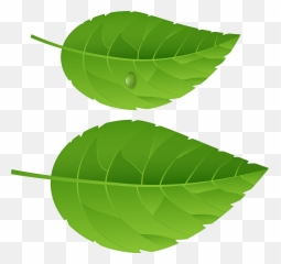 Transparent Background Green Leaf Clipart Emoji,Basil Emoji