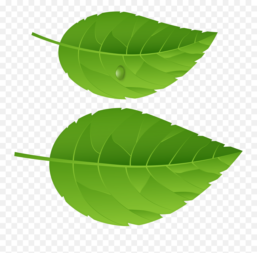 Transparent Background Green Leaf Clipart Emoji,Basil Emoji