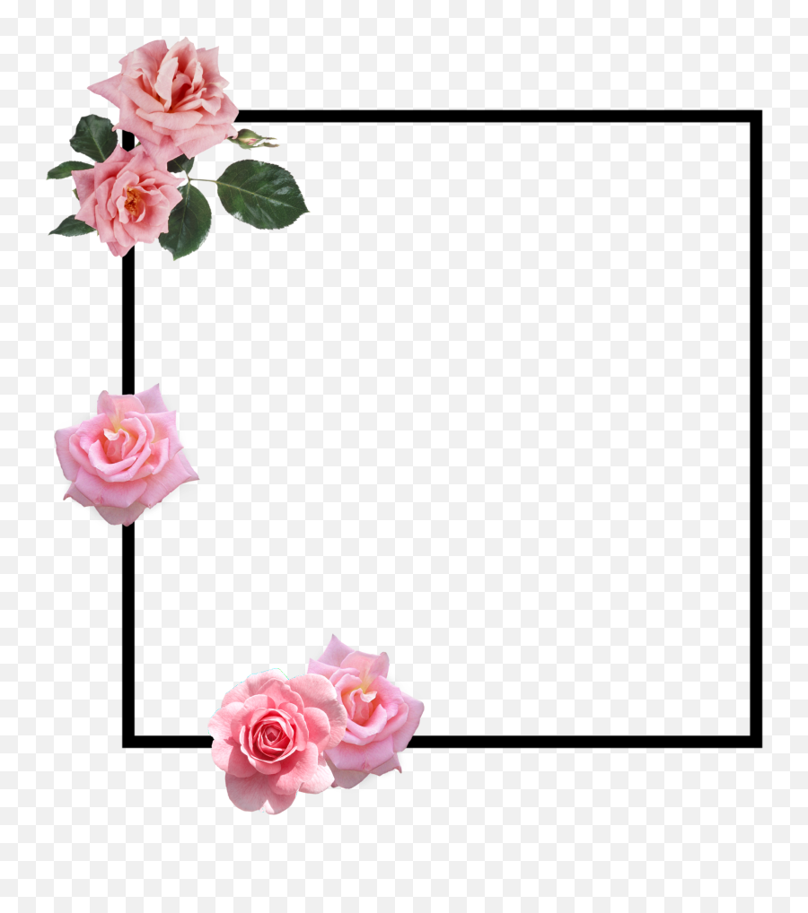 Rose Roseborder Border Pinkrose Sticker - Floral Emoji,Pink Rose Emoji
