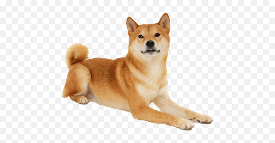 Sticker Dog Doggo Shiba Inu Shibainu Sticker By A - Much Do Shiba Inus Cost Emoji,Shiba Inu Emoji