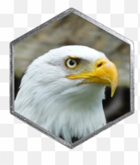 Eagle Face Hex - Bald Eagle Emoji,Eagle Emoji