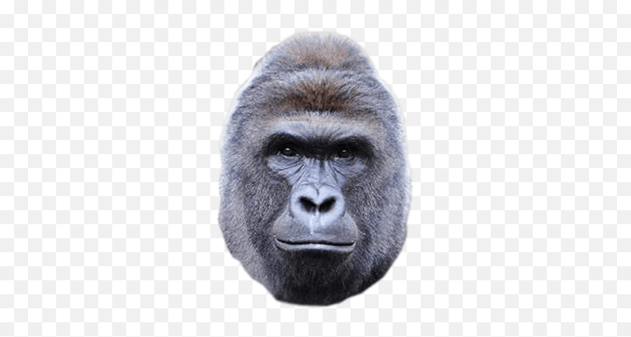 Gorilla Face Transparent Png Clipart - Harambe Make America Great Again Emoji,Harambe Emoji