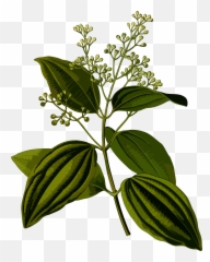 Plant Clipart Herb Plant Herb Transparent Free For Download - Medicinal Plants Of Sri Lanka Emoji,Herb Emoji