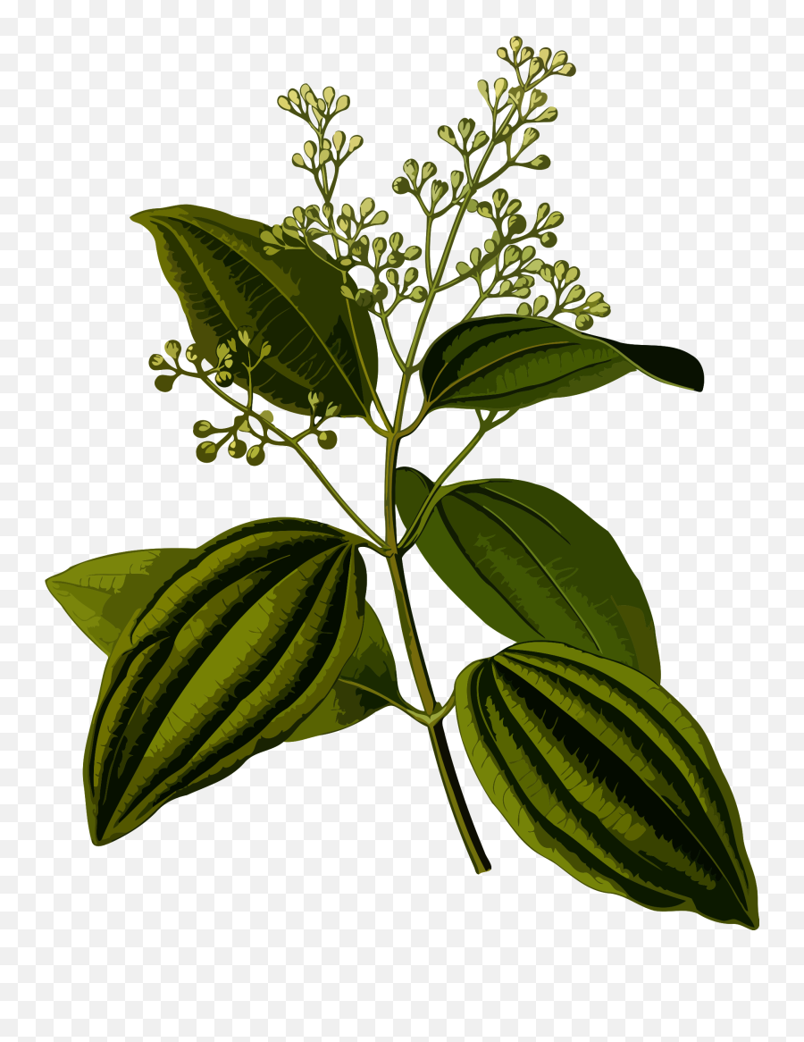 Plant Clipart Herb Plant Herb Transparent Free For Download - Medicinal Plants Of Sri Lanka Emoji,Herb Emoji