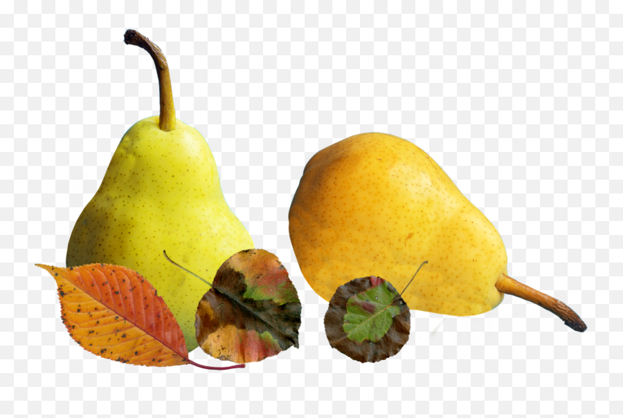 Scpear Pear Pears Leaves Autumn - Asian Pear Emoji,Pear Emoji