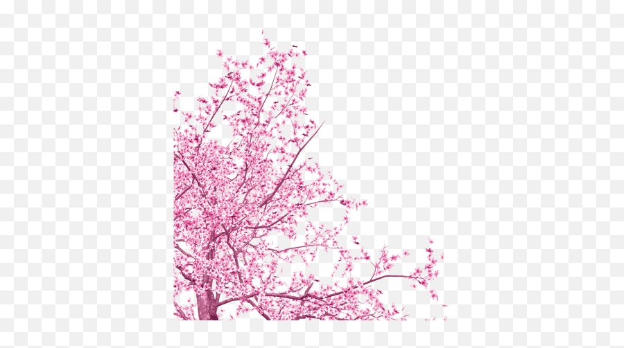 Sakura Png And Vectors For Free Download - Dlpngcom Transparent Sakura Tree Png Emoji,Sakura Flower Emoji