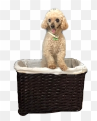 Edit - Dog Bed Emoji,Coffee Poodle Emoji