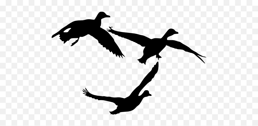 Three Flying Ducks Birds Sticker - Mallard Duck Silhouette Emoji,Flying Bird Emoji