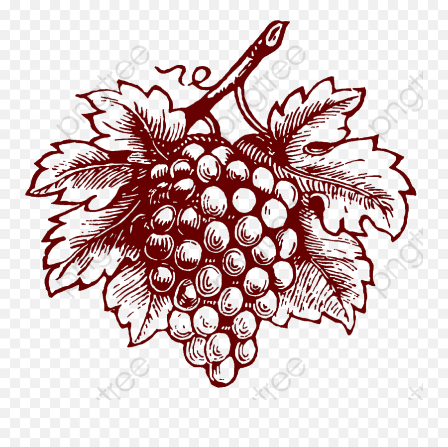 Grapes Clipart Realistic - Illustration Png Download Grape Illustration Png Emoji,Grape Emoji