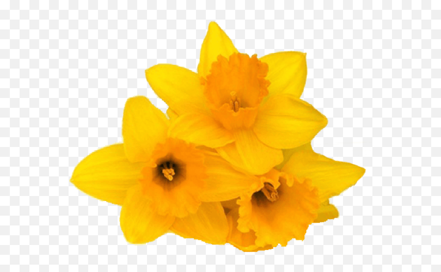 Spring Flowers Stickers For Imessage By Digital Ruby Llc - Narcissus Emoji,Daffodil Emoji
