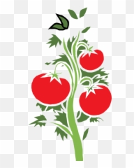 Free Vector Tomato Clipart Png 50 Stunning Cliparts - Draw A Tomato Plant Emoji,Tomato Emoji