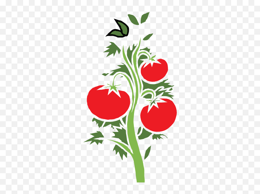 Free Vector Tomato Clipart Png 50 Stunning Cliparts - Draw A Tomato Plant Emoji,Tomato Emoji