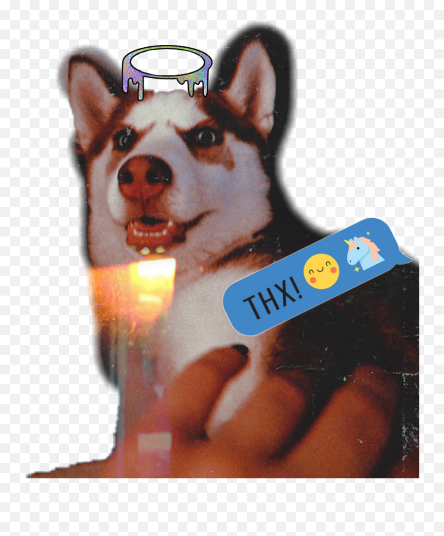 Abby Husky Dog Thankyou - Sakhalin Husky Emoji,Husky Emoji