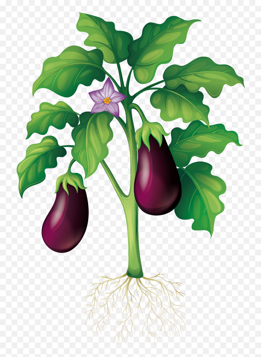 Emojipedia Aubergines Vegetable Gif - Emoji Png Download Stem Of A Plant Diagram,Eggplant Emojis