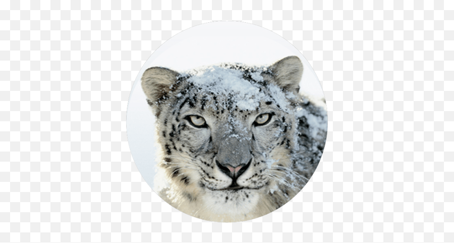 Search For Snow - Mac Snow Leopard Wallpaper 4k Emoji,Leopard Emoji