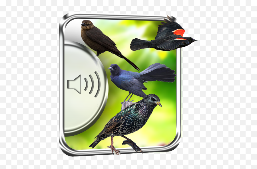 Apk Android - Common Starling Emoji,Oriole Emoji