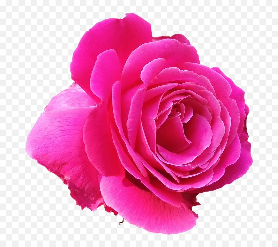 Rose Pink Love - Pink Rose Flower Clipart Emoji,Emoji Lunch Box