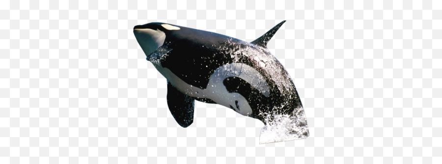 Download Killer Whale Free Png Image Hq - Transparent Background Whale Png Emoji,Orca Emoji