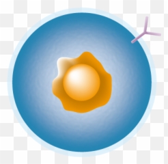 B - Cell Png Emoji