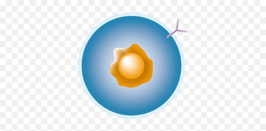 B - B Cell Png Emoji,Egg Emoji
