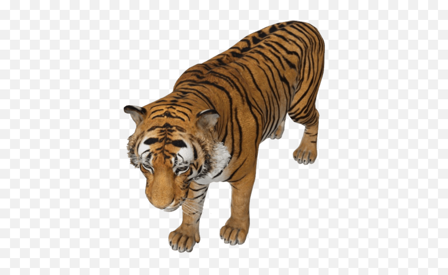 Kumar Janglu We Believe In Technology - Bengal Tiger Emoji,Oriole Emoji