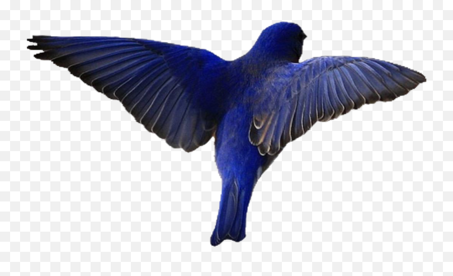 Blue Bird Nature Bluebird Freetoedit - Scrub Jay Emoji,Bluebird Emoji