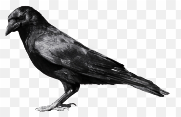 Crow Clipart Black And White Png - Crow Clipart Black And White Emoji,Crow Emoji