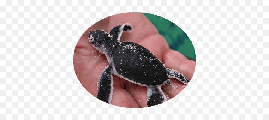 This Turtle Is Not Twerking Video Baby Turtle With Hearts - Sea Turtle Marine Biology Emoji,Twerking Emoji