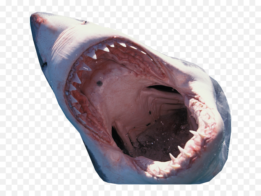 The Day I Went To The Beach - Shark Open Mouth Png Emoji,Squiggly Mouth Emoji