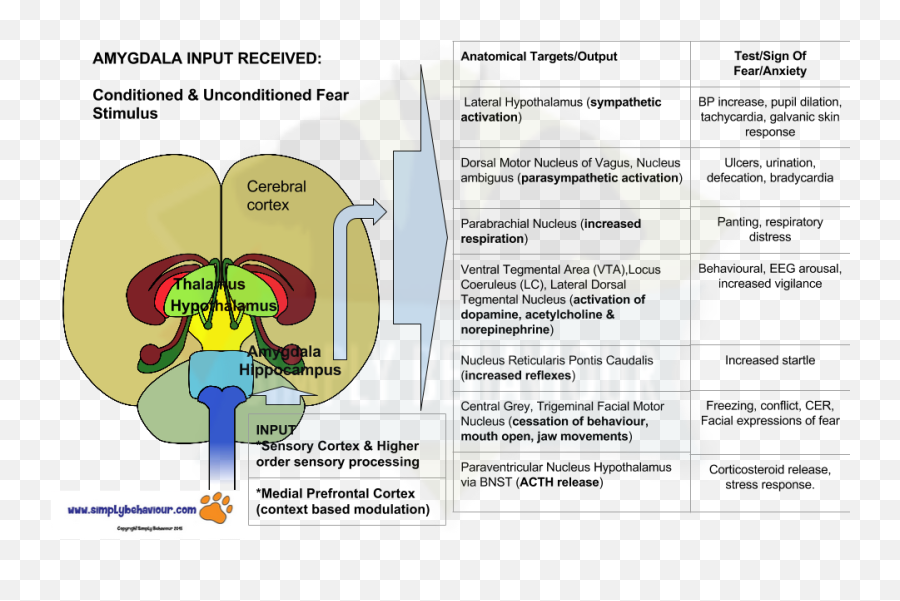 Brain Response To Fear Flow Chart New Impulse Related - Cartoon Emoji,Brain Emoji Png