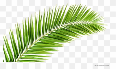 Palm trees - leaf manuscript branch Illustration Transparent Background Leaves Png Emoji