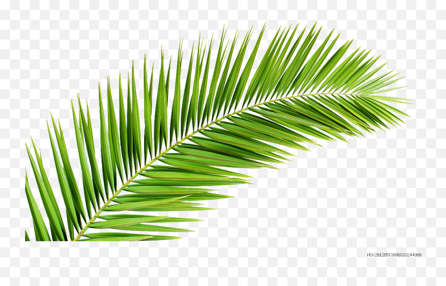 Palm Trees Palm - Leaf Manuscript Palm Branch Illustration Transparent Background Palm Leaves Png Emoji,Palms Up Emoji