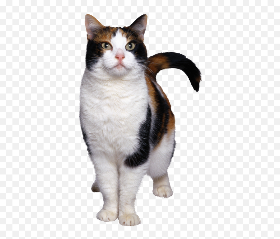 Angry Png And Vectors For Free Download - Dlpngcom Transparent Cat Emoji,Cat Fist Emoji