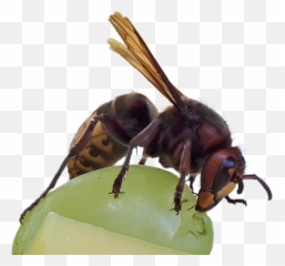 Edit - Parasitism Emoji