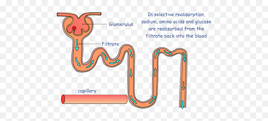 Top Anorexia Nervosa Affecting Kidneys Stickers For Android - Selective Reabsorption In The Nephron Emoji,Kidney Emoji