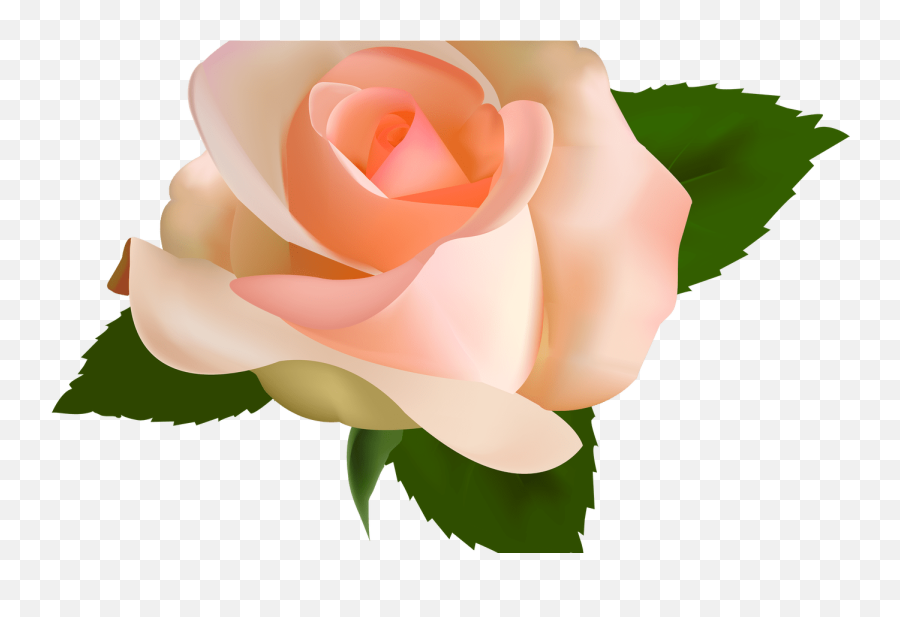 Library Of Peach Rose Image Transparent Stock Png Files - Peach Colored Roses Transparent Background Emoji,Rose Emoji Png