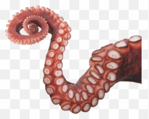 Tentacle - Transparent Octopus Tentacle Png Emoji,Octopus Emoji